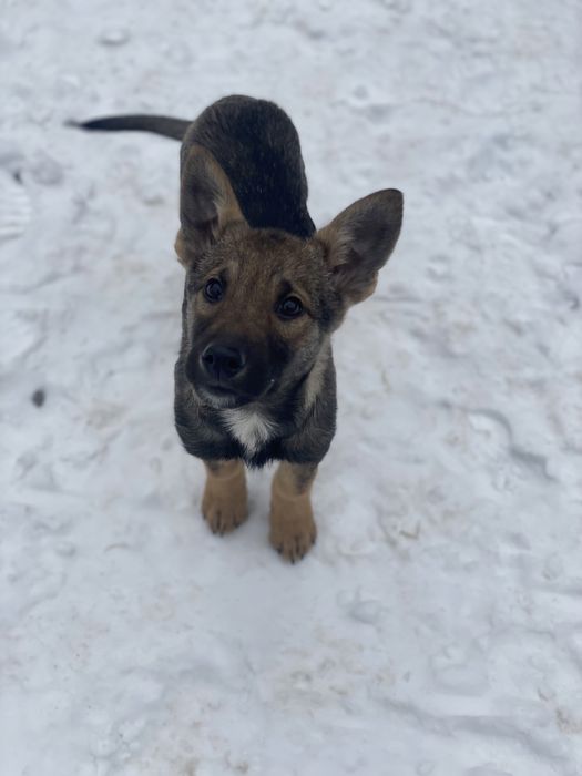 Песики в хороші руки, віддамо собачок, друг сімї