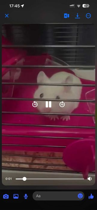 Oddam chomika z klatką