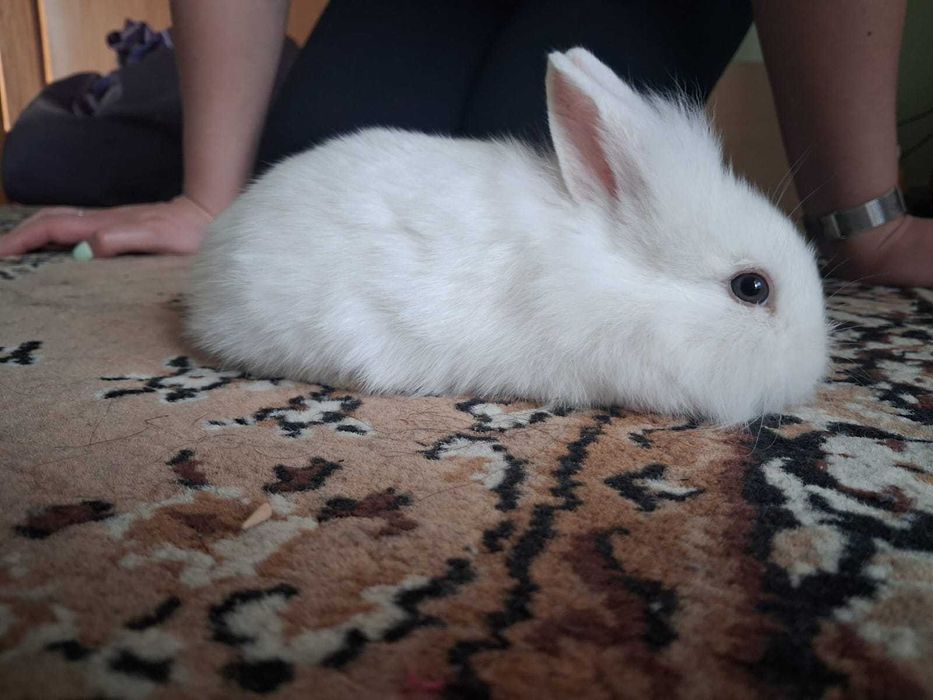 Vendo Coelhos anões
