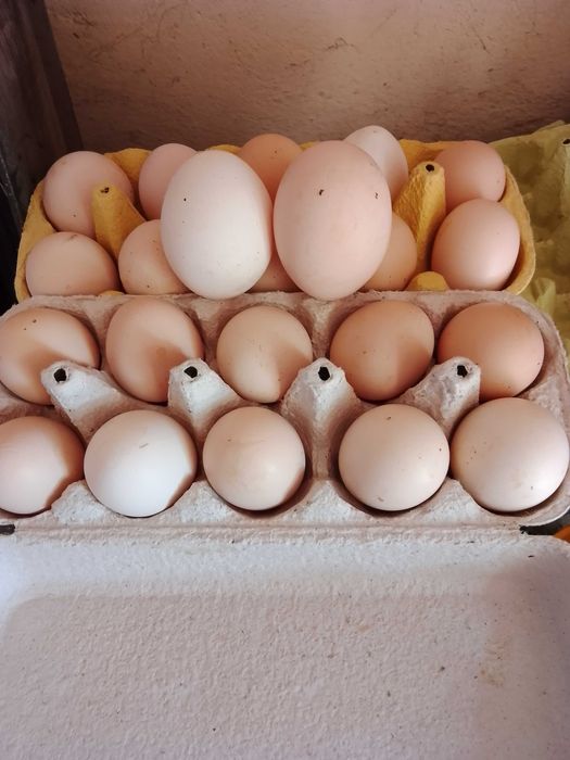 Jajka swojskie z wolnego wybiegu.