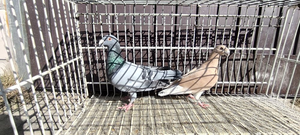 Sprzedam gołębie