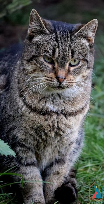 Dorcia 401/23 - SZUKA DOMU!