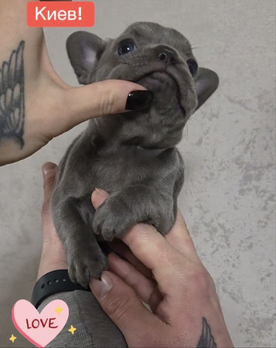 Девочка француского бульдога! Голубая без тигры и белого