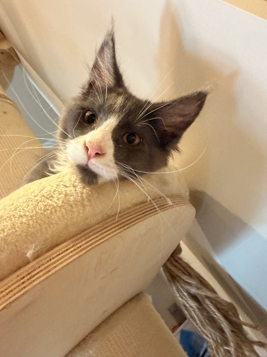 Kot maine coon kocur