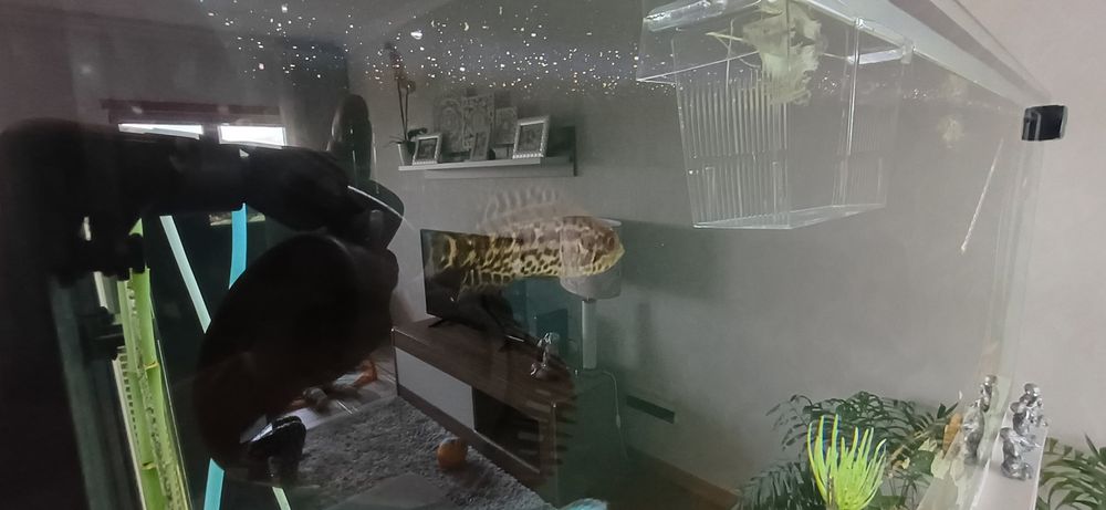 Ciclídeo Jaguar (Parachromis managuensis)