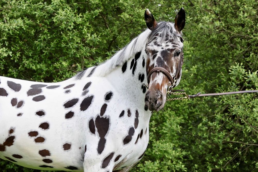 Cobrições: garanhão KWPN leopardo de saltos