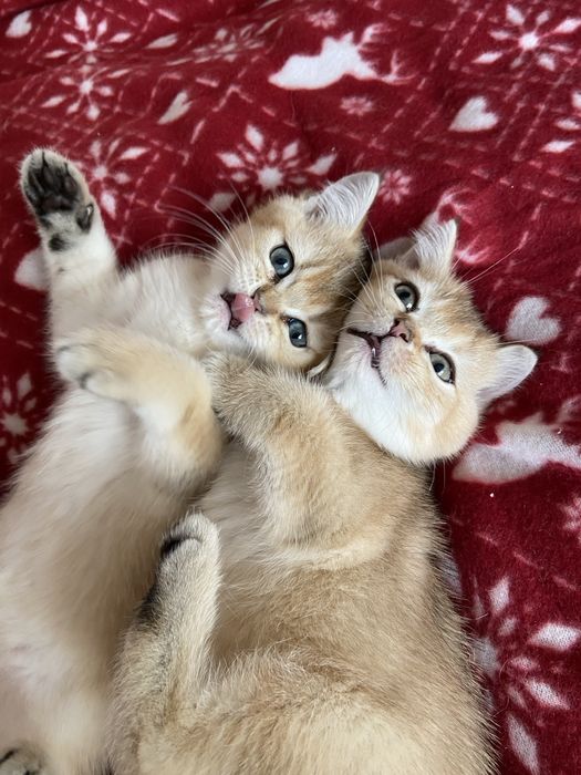 Британські золоті шиншили дівчатка продажа