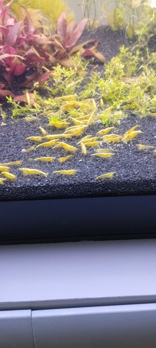 Krewetki yellow 11 szt.