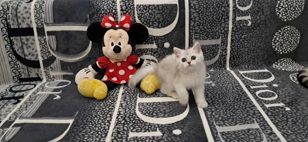 Шотландский котёнок модного окраса серебристая шиншилла.