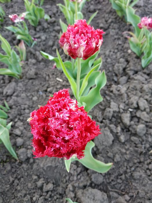 Тюльпани цибулини гофровані