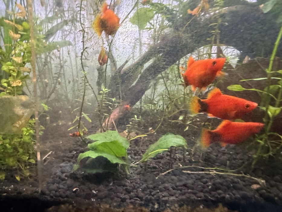 Platys vermelhos/sortidos