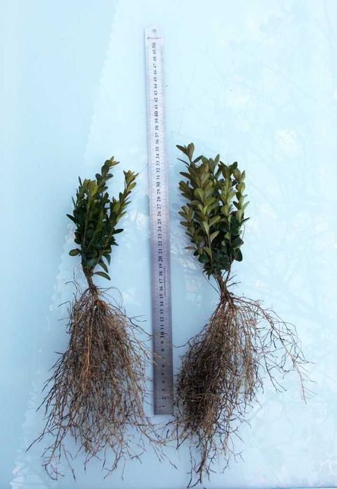 самшит саджанці із вкс