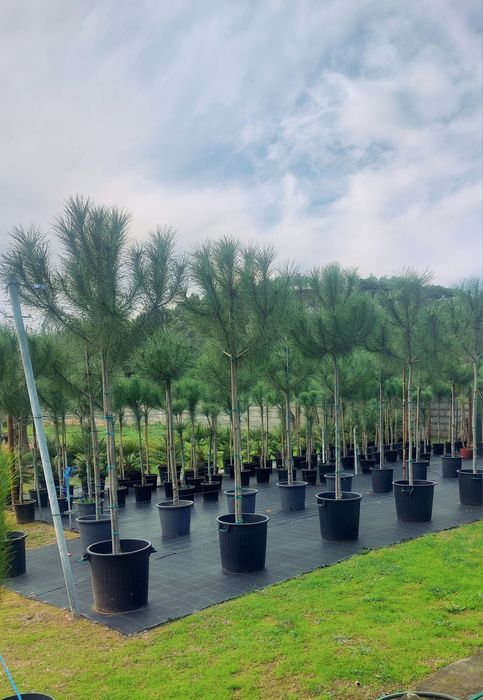 Lote 10 Pinheiros mansos 2.20/2.30..Entrega incluída