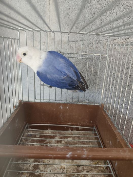 Agapornis Fischeris opalinos