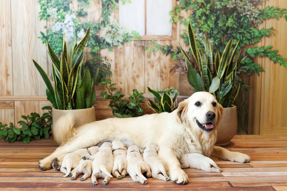 Urocze Golden Retriever ZKwP/FCI