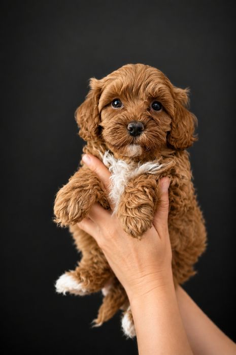 Cavapoo cavalier pudel