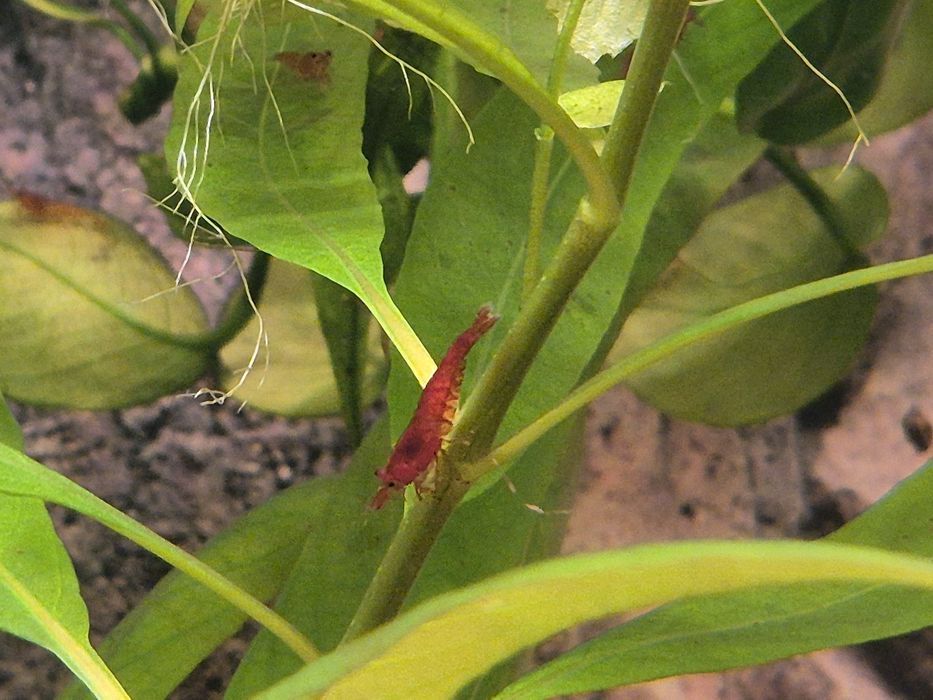 krewetki Bloody Mary