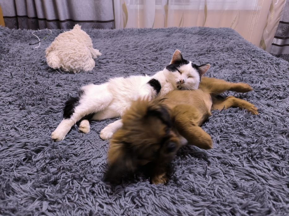 Продам девочку чистокровную Пикинеса