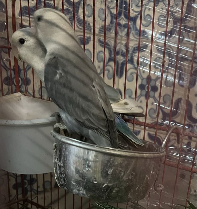 Casal roseicollis sexado “ULTIMO CASAL DISPONIVEL”