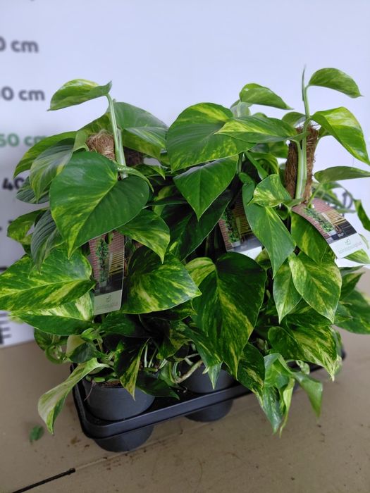 Epipremnum Mosstok Scindapsus na paliku. 60cm - WYSYŁKA