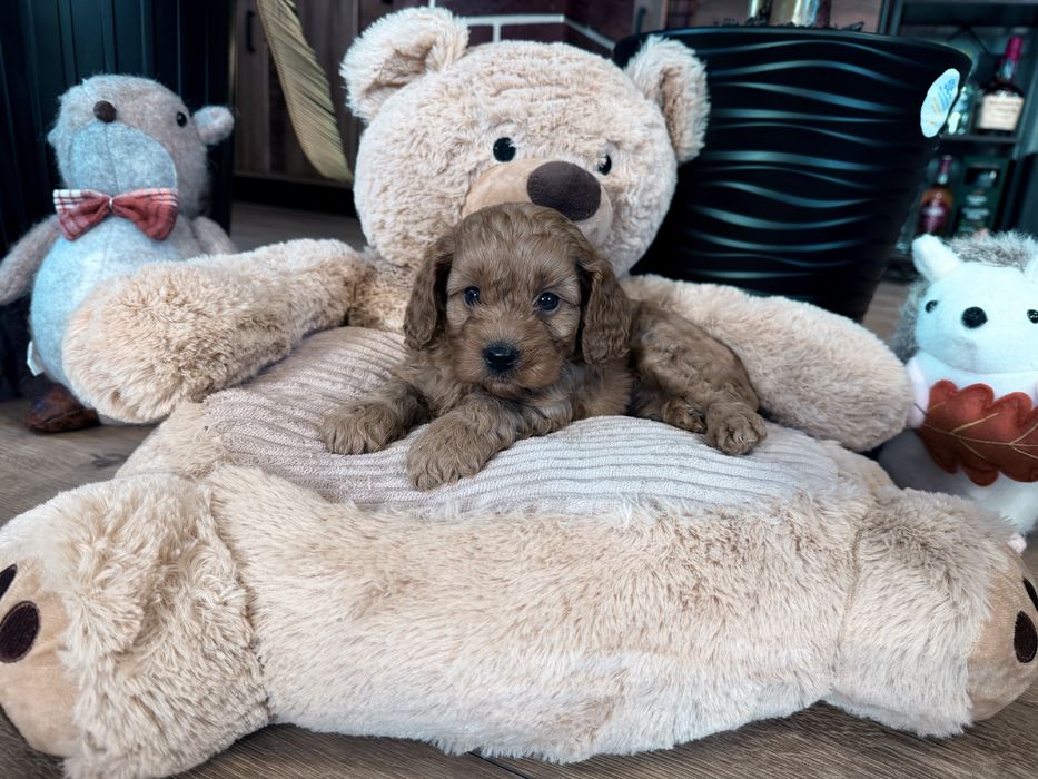 Cavapoo f1b piesek