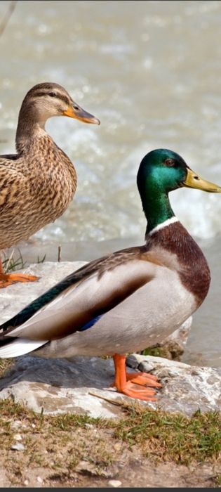 Pato real jovens em início de postura