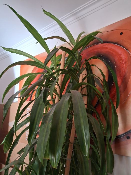 Planta linda ,bem tratada