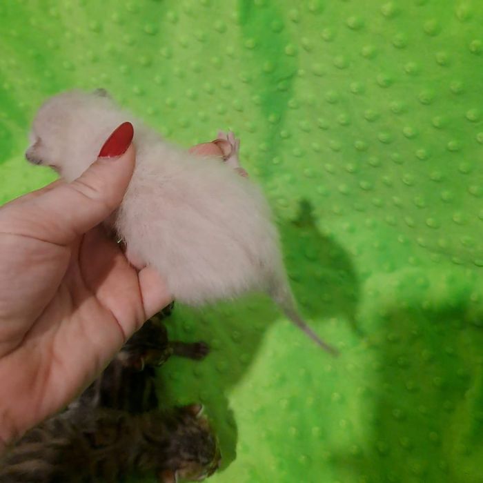 Бенгальский котёнок кот кошка