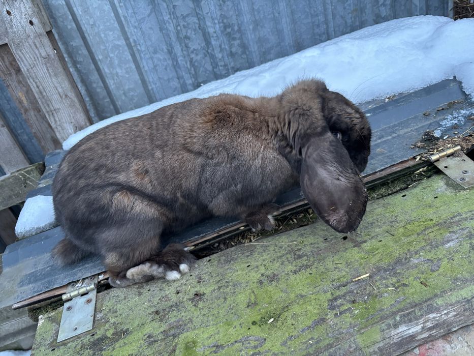 Baran francuski samica