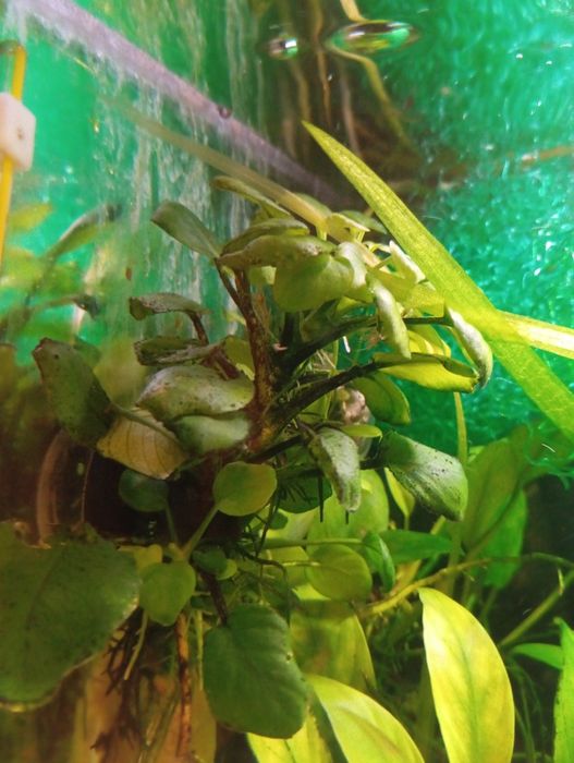 Anubias odnożki różne odmiany