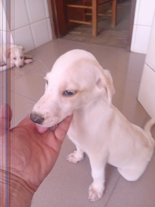 3 Cachorros para adoção responsavel...urgente