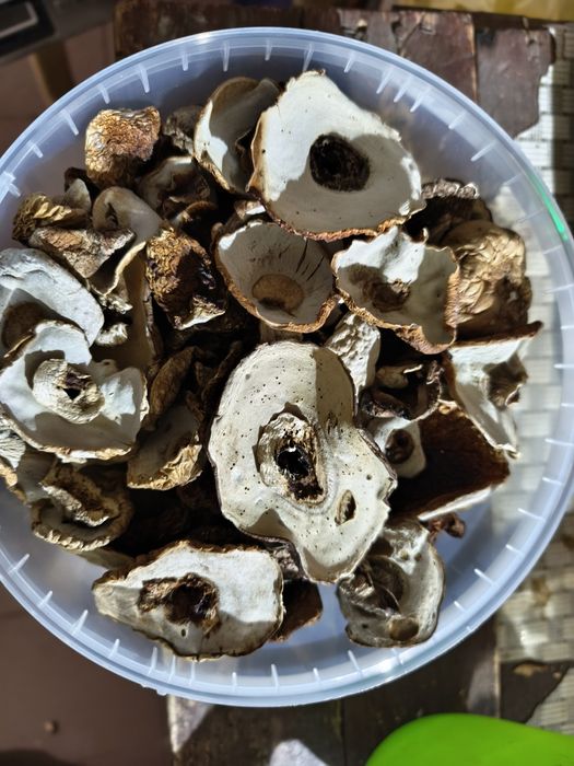 Продам білі гриби шапочка (шапка)