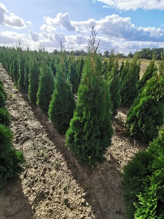 Sprzedam Tuje Szmaragd