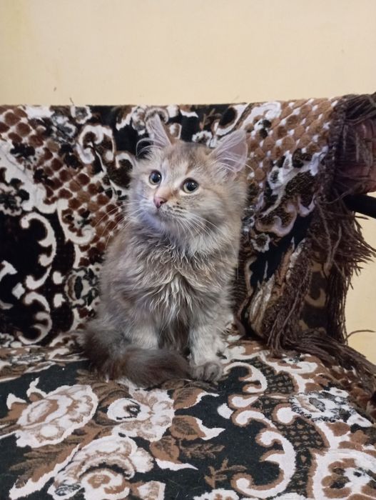 Кошенята в добрі руки