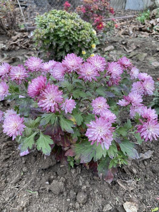 Маточні кущі хризантем мультифлора