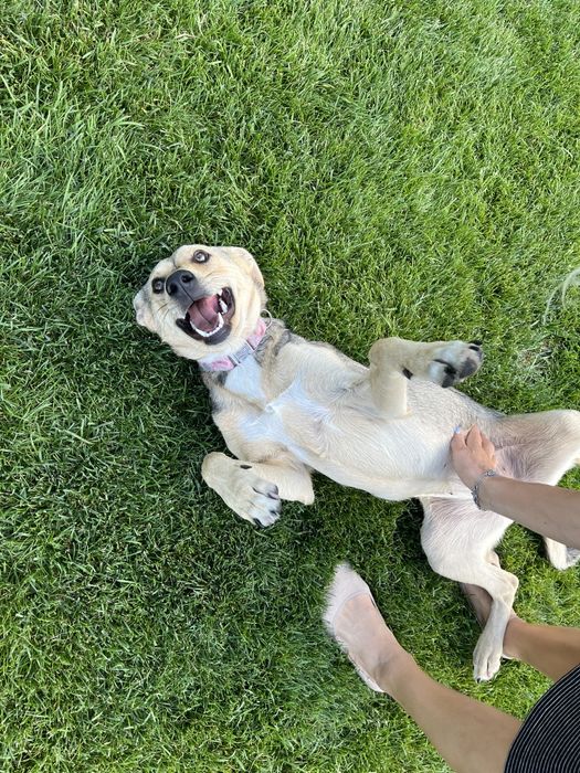 Найкраща собаня-друг