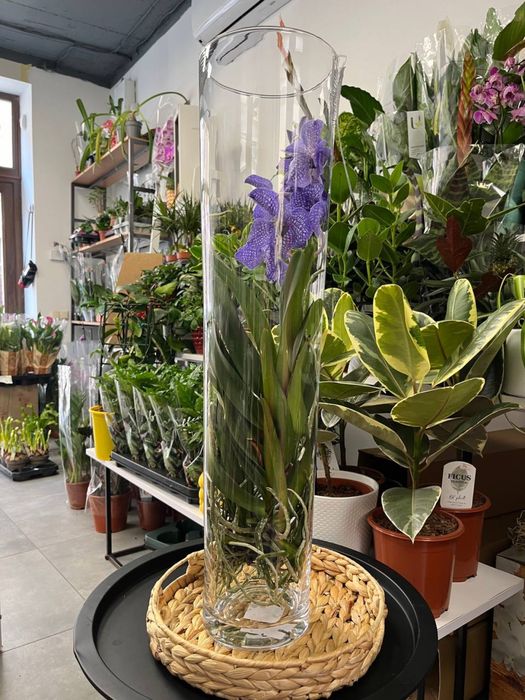 Ванда орхідея, Vanda