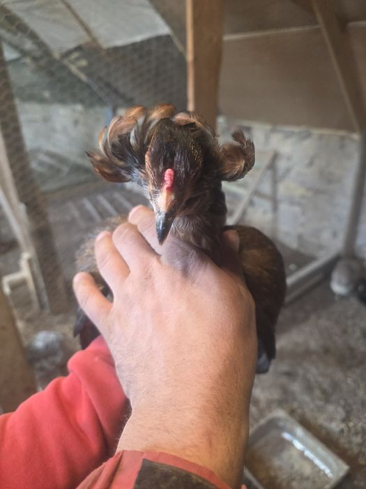 Kury rosy kury silki kury araukany naturalne ekologiczne kury