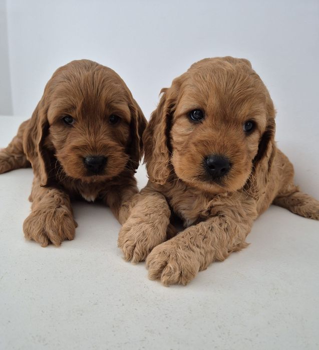 Cockapoo f1 Cocker spaniel - Pudel
