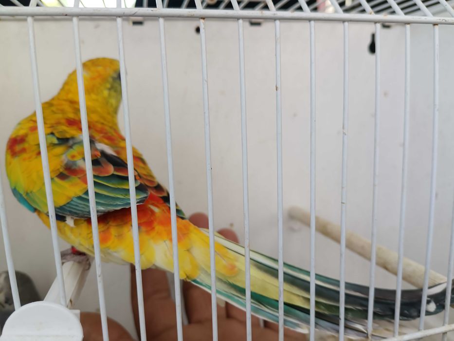 Vendo red ramp domesticado