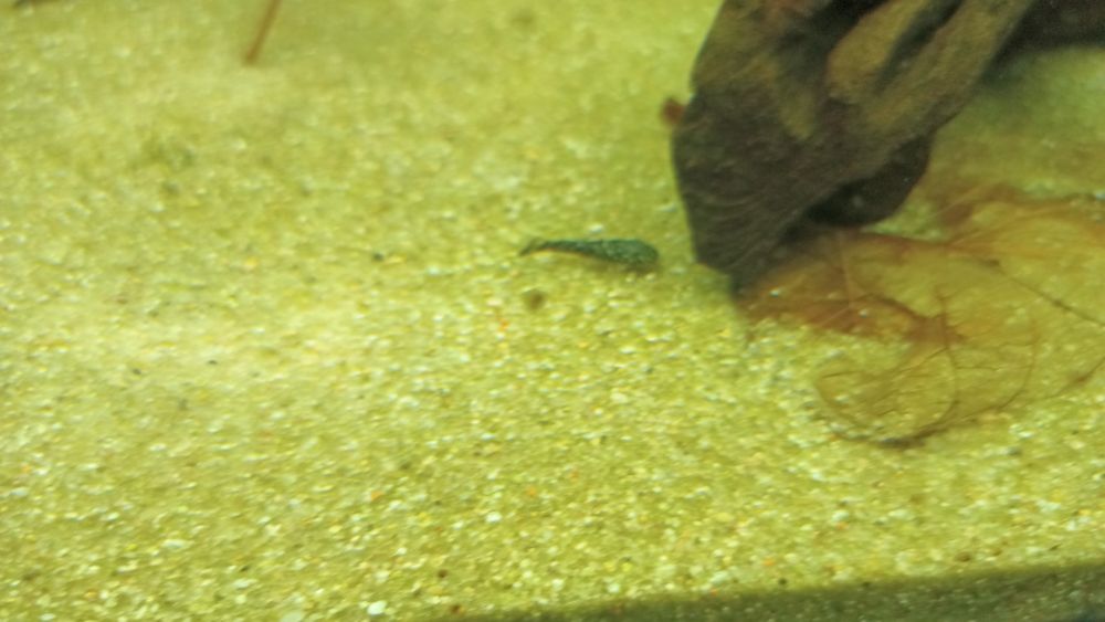 Ancistrus 2 - 3 cm