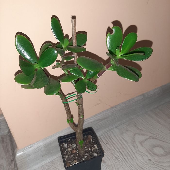 Grubosz, crassula