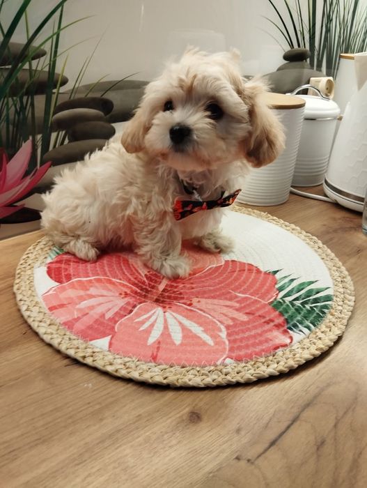 Suczka Maltipoo f1 z Rodowodem