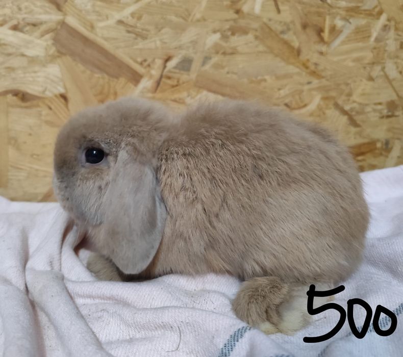 Mini Lop samce, samice, króliki miniaturki