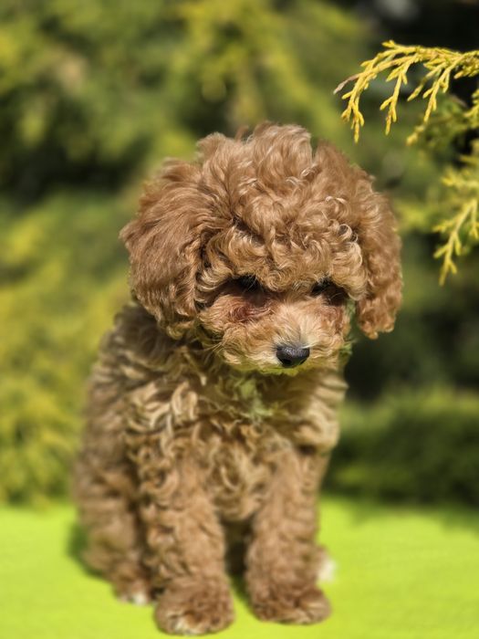 Cavapoo z certyfikatem i paszportem