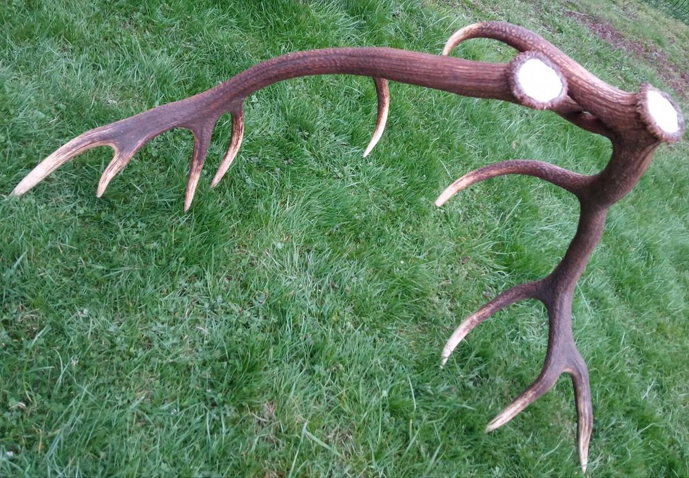 Poroże Jelenia zrzuty tegoroczne