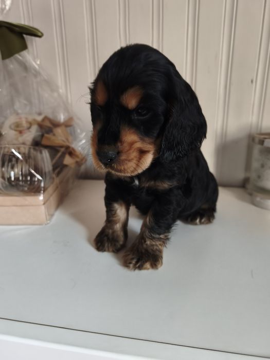 Piesek Cocker spaniel angielski