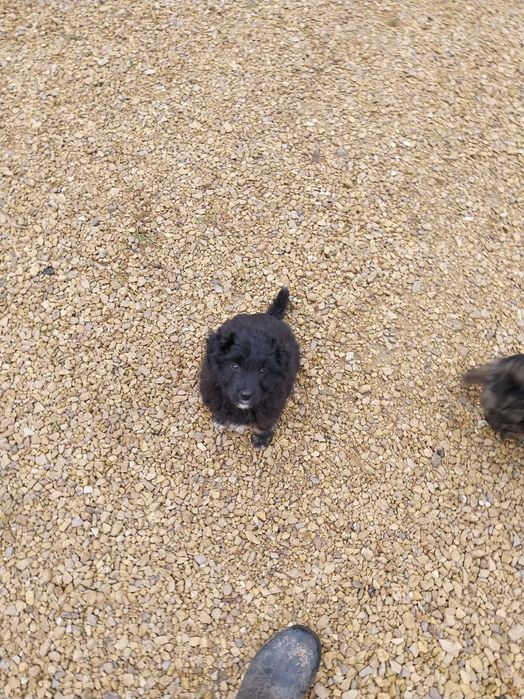 Oddam za darmo szczeniaki w dobre ręce.