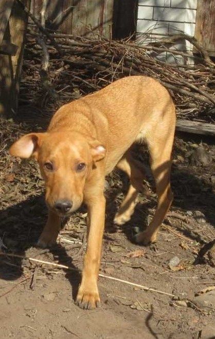 Хлопець метис шукае родину