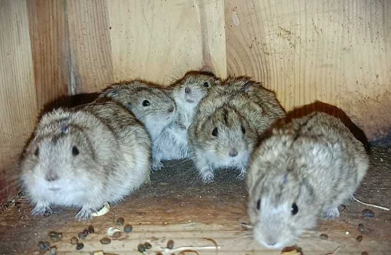 Sprzedam młode Lemingi stepowe